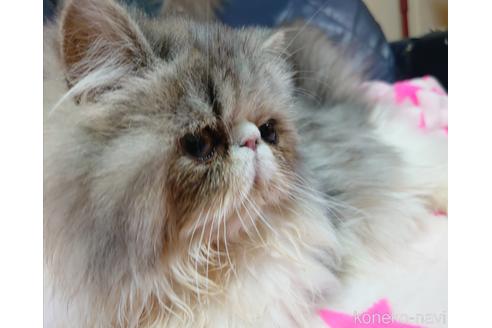 成約済の愛知県のエキゾチックショートヘア-44369の2枚目