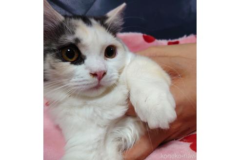 成約済の愛知県のミヌエット(短足)-43988の1枚目