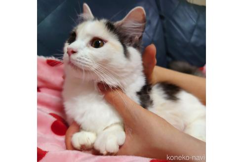 成約済の愛知県のミヌエット(短足)-43988の4枚目