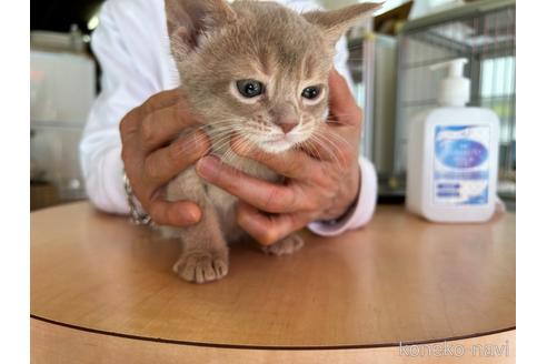 成約済の愛知県のアビシニアン-43203の6枚目