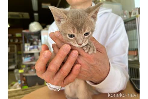 成約済の愛知県のアビシニアン-43203の8枚目