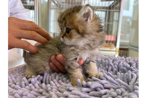 成約済の愛知県のペルシャ(チンチラ)-42467の4枚目