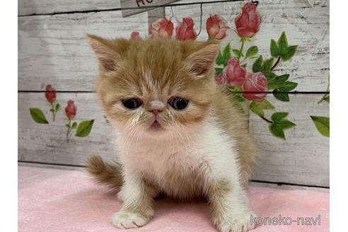 成約済の山梨県のエキゾチックショートヘア-44752の5枚目