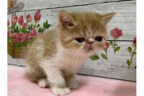 成約済の山梨県のエキゾチックショートヘア-44752の3枚目