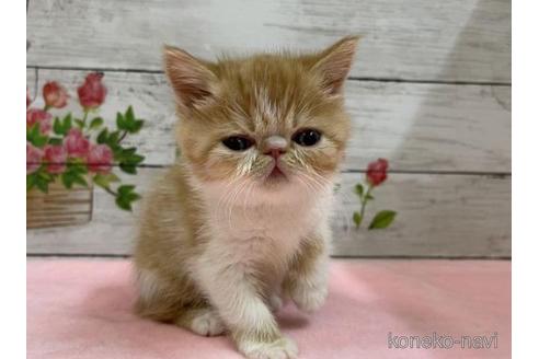 成約済の山梨県のエキゾチックショートヘア-44752の2枚目
