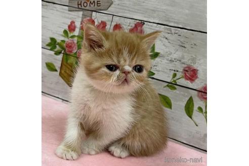 成約済の山梨県のエキゾチックショートヘア-44752の1枚目