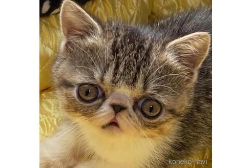 販売中の茨城県のエキゾチックショートヘア-44761