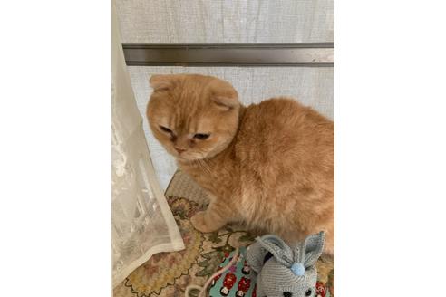 成約済の神奈川県のマンチカン-32631の3枚目
