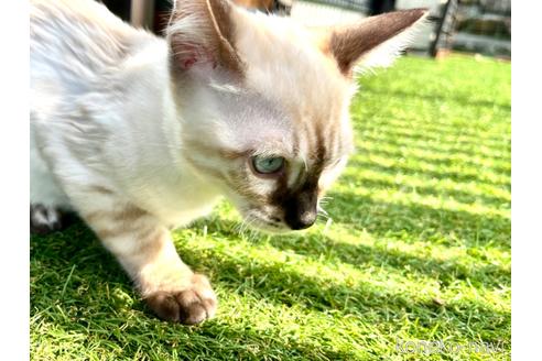 成約済の愛媛県のベンガル-40534の11枚目