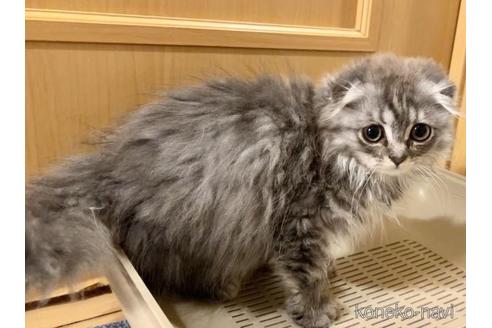 成約済の東京都のスコティッシュフォールド(折れ耳)-45033の4枚目