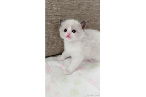 成約済の茨城県のラグドール-44898の4枚目