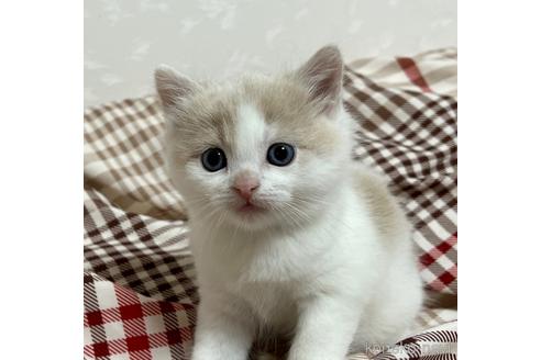 成約済の埼玉県のスコティッシュフォールド-42735の34枚目