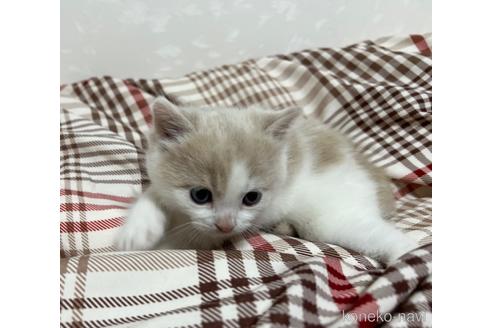 成約済の埼玉県のスコティッシュフォールド-42735の32枚目