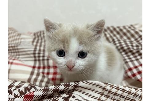 成約済の埼玉県のスコティッシュフォールド-42735の29枚目