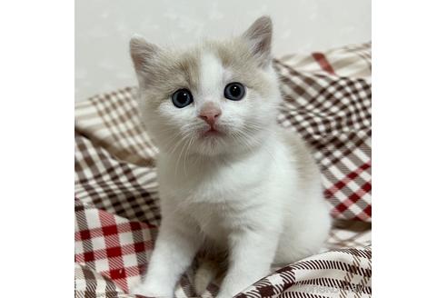 成約済の埼玉県のスコティッシュフォールド-42735の28枚目