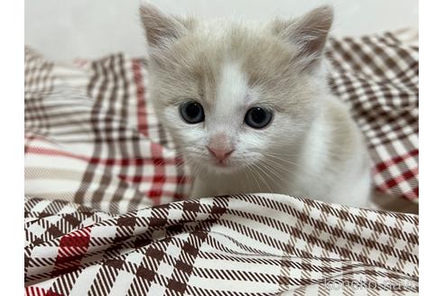 成約済の埼玉県のスコティッシュフォールド-42735の27枚目