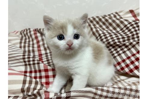 成約済の埼玉県のスコティッシュフォールド-42735の26枚目