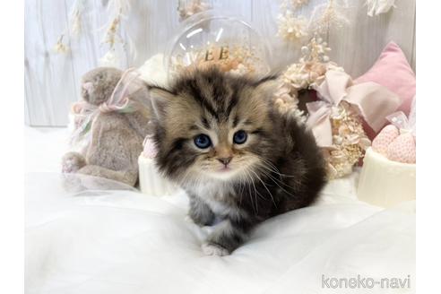 成約済の大阪府のサイベリアン-44876の5枚目