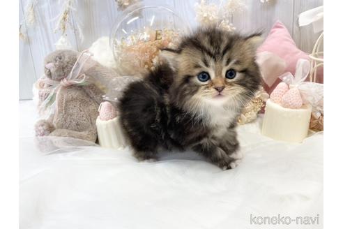 成約済の大阪府のサイベリアン-44876の1枚目