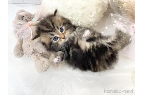 成約済の大阪府のサイベリアン-44876の6枚目