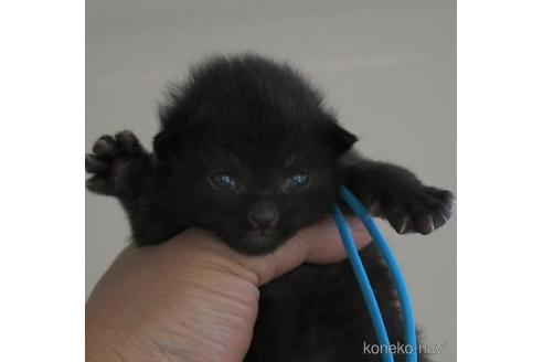成約済の茨城県のノルウェージャンフォレストキャット-45198の3枚目