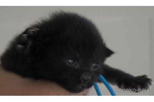 成約済の茨城県のノルウェージャンフォレストキャット-45198の1枚目