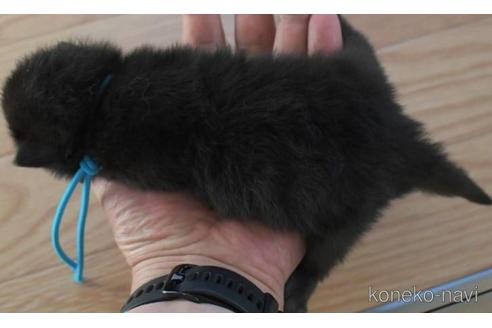 成約済の茨城県のノルウェージャンフォレストキャット-45198の2枚目