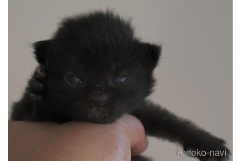 成約済の茨城県のノルウェージャンフォレストキャット-45199の3枚目