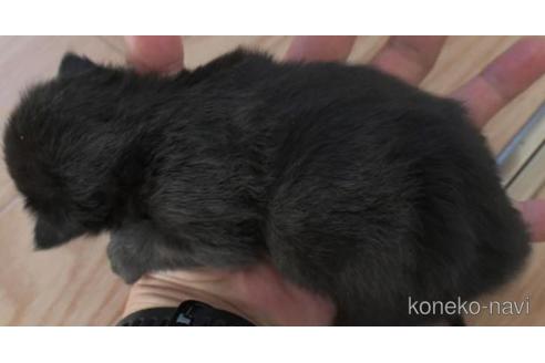 成約済の茨城県のノルウェージャンフォレストキャット-45199の2枚目