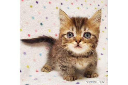 東京都のマンチカン 短足 男の子 22 12 06生まれ 丸いお顔にまん丸お目目 子猫id 子猫ブリーダーナビ