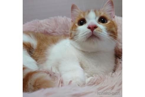 成約済の愛知県のマンチカン(短足)-45236の5枚目