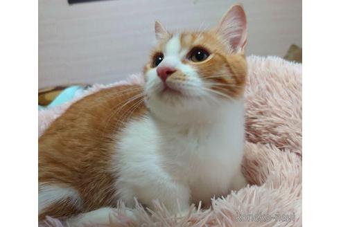 成約済の愛知県のマンチカン(短足)-45236の4枚目