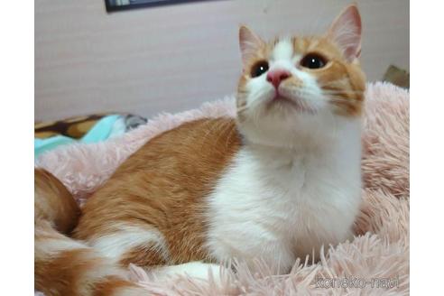 成約済の愛知県のマンチカン(短足)-45236の3枚目