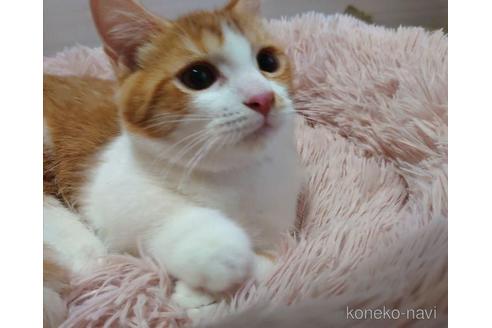 成約済の愛知県のマンチカン(短足)-45236の2枚目