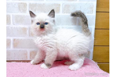 成約済の東京都のラグドール-45321の10枚目