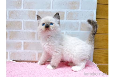 成約済の東京都のラグドール-45321の11枚目