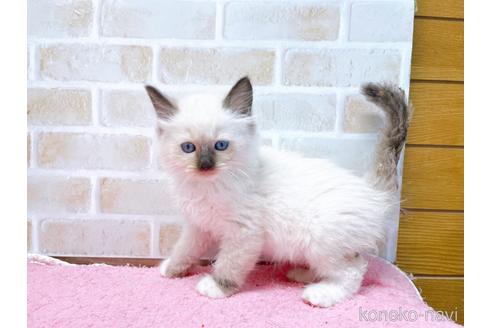 成約済の東京都のラグドール-45321の8枚目