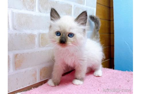 成約済の東京都のラグドール-45321の9枚目