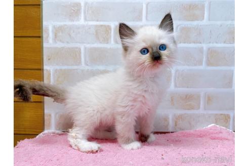 成約済の東京都のラグドール-45320の1枚目