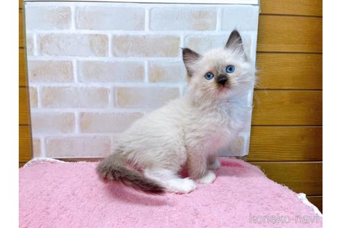 成約済の東京都のラグドール-45320の3枚目