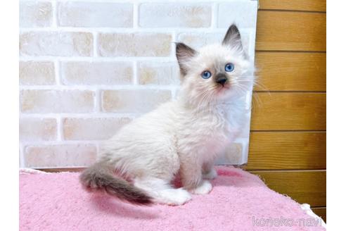 成約済の東京都のラグドール-45320の4枚目