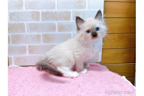 成約済の東京都のラグドール-45320の5枚目