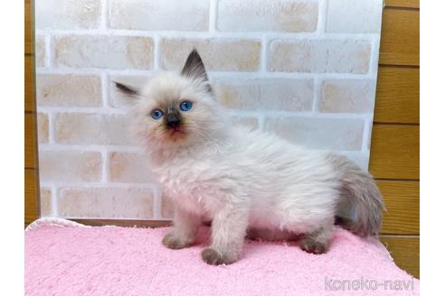 成約済の東京都のラグドール-45319の3枚目