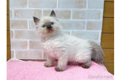 成約済の東京都のラグドール-45319の4枚目