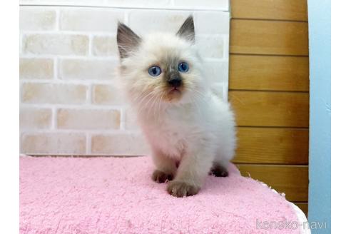 成約済の東京都のラグドール-45319の5枚目