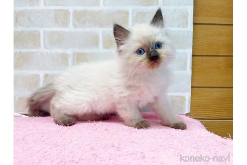 成約済の東京都のラグドール-45319の1枚目