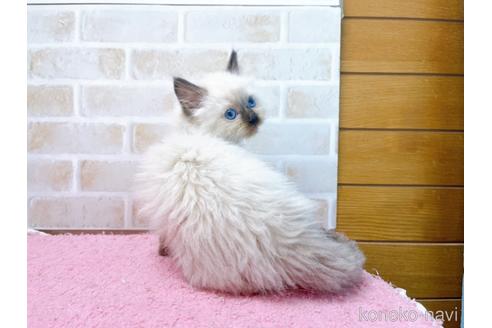 成約済の東京都のラグドール-45319の2枚目