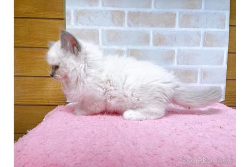 成約済の東京都のラグドール-45316の4枚目