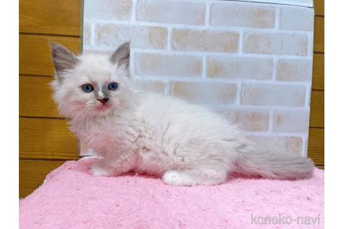 成約済の東京都のラグドール-45316の5枚目