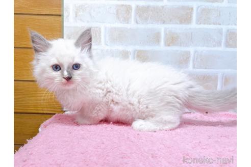 成約済の東京都のラグドール-45316の7枚目